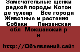 Замечательные щенки редкой породы Котон де тулеар  - Все города Животные и растения » Собаки   . Пензенская обл.,Мокшанский р-н